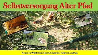 Neues zu Widderkaninchen Schecken Hühnern und Co [upl. by Garratt]