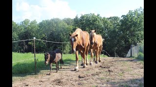 Paddock Paradise Horse Track System [upl. by Tracee905]