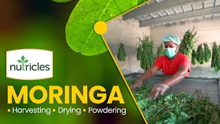 Nutricles Moringa Harvesting Drying and Powdering [upl. by Kirven]