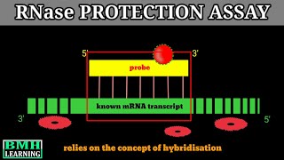 RNAse Protection Assay  Nuclease Protection Assay [upl. by Nosned312]