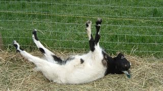 Best of Fainting Goats  EpicVirals  HD [upl. by Armitage916]