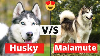 Husky vs Malamute  What’s the Difference between the Two [upl. by Ahsiym]