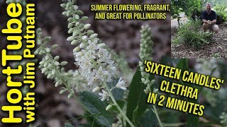 Sixteen Candles Clethra in 2 Min  Fragrant Flowers for Pollinators🐝💮 [upl. by Arbmahs97]