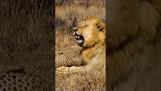 Lion Vs Cheetah Epic Showdown For Survival [upl. by Franckot211]