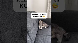 Kedilerin trip konuları 😅 [upl. by Enitnelav]