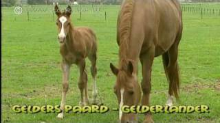 Gelders Paard  Gelderlander  Gelderländer [upl. by Hurley]