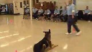 North Coast Correctional Dog Training [upl. by Cibis]