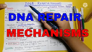 DNA repair  DNA damage  Genetics  Biochemistry  Lippincott chap 29  Part 3 [upl. by Solberg531]