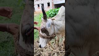 Symptoms of eye 👁️ infection in a cowbig Desi Indian Bullock [upl. by Pamela]