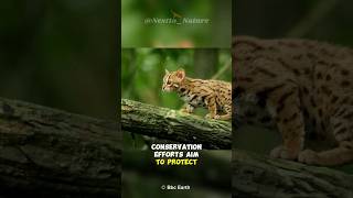 Rusty Spotted Cat  The Worlds Smallest Cat [upl. by Placidia]