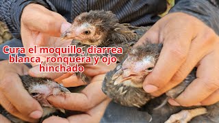 Remedio Casero para Curar el moquillo diarrea blanca ronquera y ojo hinchado en Pollos y Gallinas [upl. by Alleris445]