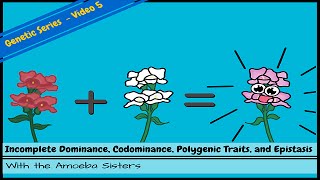 Incomplete Dominance Codominance Polygenic Traits and Epistasis [upl. by Akissej365]