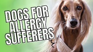 7 Hypoallergenic Dogs for People with Allergies [upl. by Anera16]