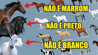 NOMES DAS CORES DOS CAVALOS  Guia de Pelagem [upl. by Nahgiem425]