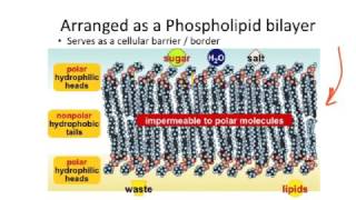 Cell Membrane and Cytoskeleton Part 1 [upl. by Oinolopa]