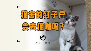 猫舍卖不出去的钉子户最终会去哪里？会去猫咖吗？ [upl. by Ulda]