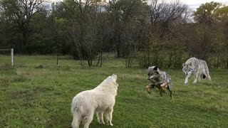 Gran pirineo enfrenta a 2 lobos y esto pasó [upl. by Iaj]