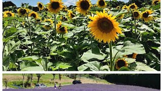 From Lavender farm to Sunflower [upl. by Analak]