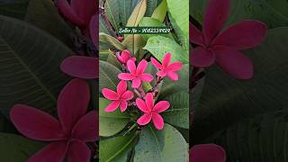 plumeria flower online sell  beautiful blooming variety plant  plumeria flower colours [upl. by Gordie]