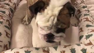 Reuben the Bulldog BedCalendar Update [upl. by Dur887]