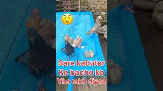 Sare kabutar ke bacho ko yha rakh diyaa😲pigeon youtubeshorts viralvideo bird 1million [upl. by Ambert747]