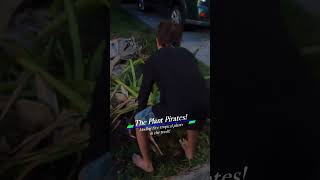 We found free discarded tropical giant Bromeliad plants in the trash [upl. by Nileve587]