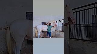 🐎punjabisong love stallion horselover animals horseriding subscribe shortsvideo short 🧿🏇 [upl. by Atilol]