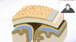 All Brain Meninges Membranes  Brain Anatomy [upl. by Leugimsiul]