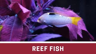 Fish at Elite Reef  chalk basslet yellow tang clownfish fairy wrasse marble wrasse [upl. by Retrak]