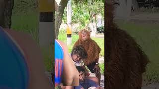 travieso humor comedy comedia funny reels monkey prankvideo funnyprank shortvideo [upl. by Goraud]