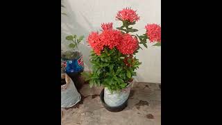 Ixora plant update gardening [upl. by Aimak163]