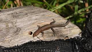 Pļavas ķirzaka  The Viviparous Lizard or Common Lizard Zootoca vivipara [upl. by Carry]