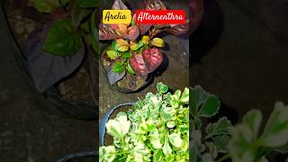 Beautiful Rare Arelia amp Alternenthra garden plants trending viralshorts ytshorts shorts [upl. by Nylirrej]