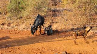 Madikwe Wild Dogs vs Wildebeest [upl. by Htaras455]