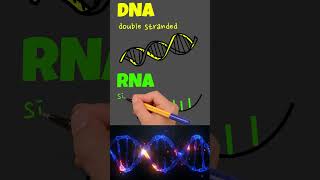 DNA vs RNA  3 Main Differences [upl. by Ibmat]