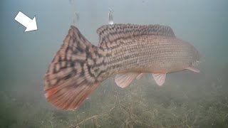 Rare Fish Sighting Ice Fishing Early Ice Multi Species [upl. by Orutra766]