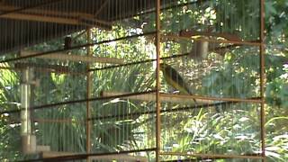 Bigodinho Africano Green Singer Finch quotSerinus mozambicusquot [upl. by Ellebana]