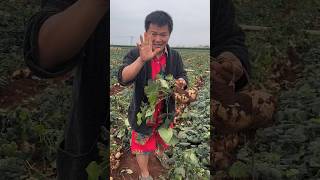 Jicama harvesting from farmers with rural farming life satisfying farming [upl. by Hendrick]