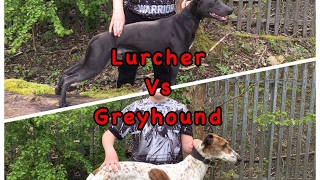 Greyhound Vs Lurcher who is faster a greyhound or Lurcher fastest dogs in the world top 10 dogs [upl. by Aoh]