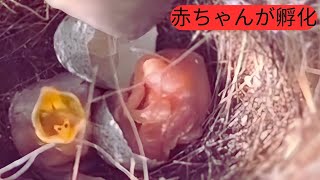 Baby birds hatch  卵が孵化する [upl. by Allie]