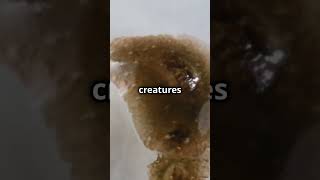 Flatworms can Regenerate their Body  wildlife animal amazingwildlife shorts sciencefacts [upl. by Amsa]