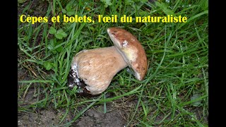 Cèpes et bolets lœil du naturaliste [upl. by Krell]