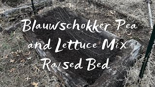 Blauwschokker Pea and Lettuce Mix Hugelkultur Bed [upl. by Hamil]