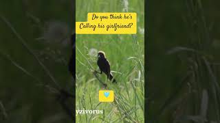 Bobolink Calks Birds2njoy [upl. by Myers]