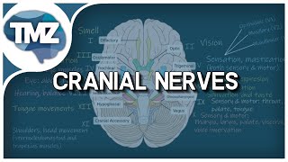 The Cranial Nerves  Basic overview anatomy and function  With MNEMONIC [upl. by Darla]