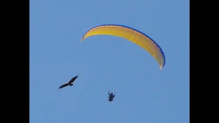 Paragliding Algodonales 2027 maart 2011 [upl. by Suiraj843]