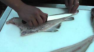 Passionate About Fish  How to fillet a Cod [upl. by Mmada5]