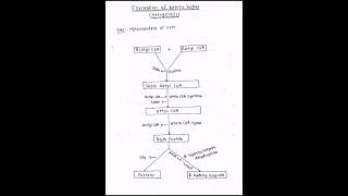 Formation and utilization of ketone bodies ketogenesis ketolysis biochemistry bpharmacy mbbs [upl. by Mandych178]