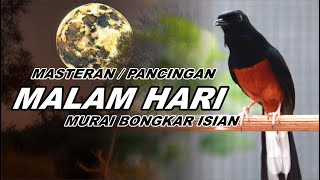 masteran burung 30 MURAI FULL ISIAN CILILIN KENARI GEREJA TARUNG LOVEBIRD NGEKEK PANJANG [upl. by Ahserb226]