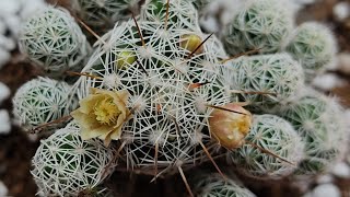 HOW TO GROWCARE amp PROPAGATE MAMMILLARIA CACTUSTHIMBLE CACTUS  POTTING SOIL MIXTURE FOR CACTUS [upl. by Omora]